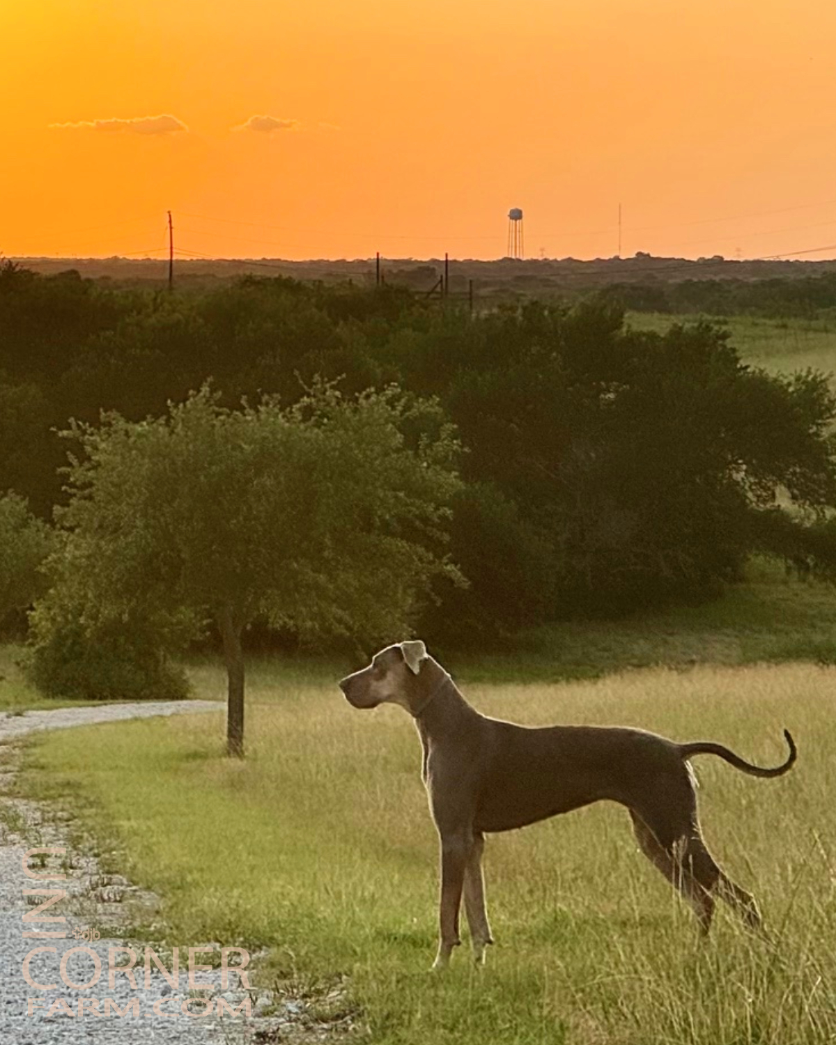 Frida the Great Dane