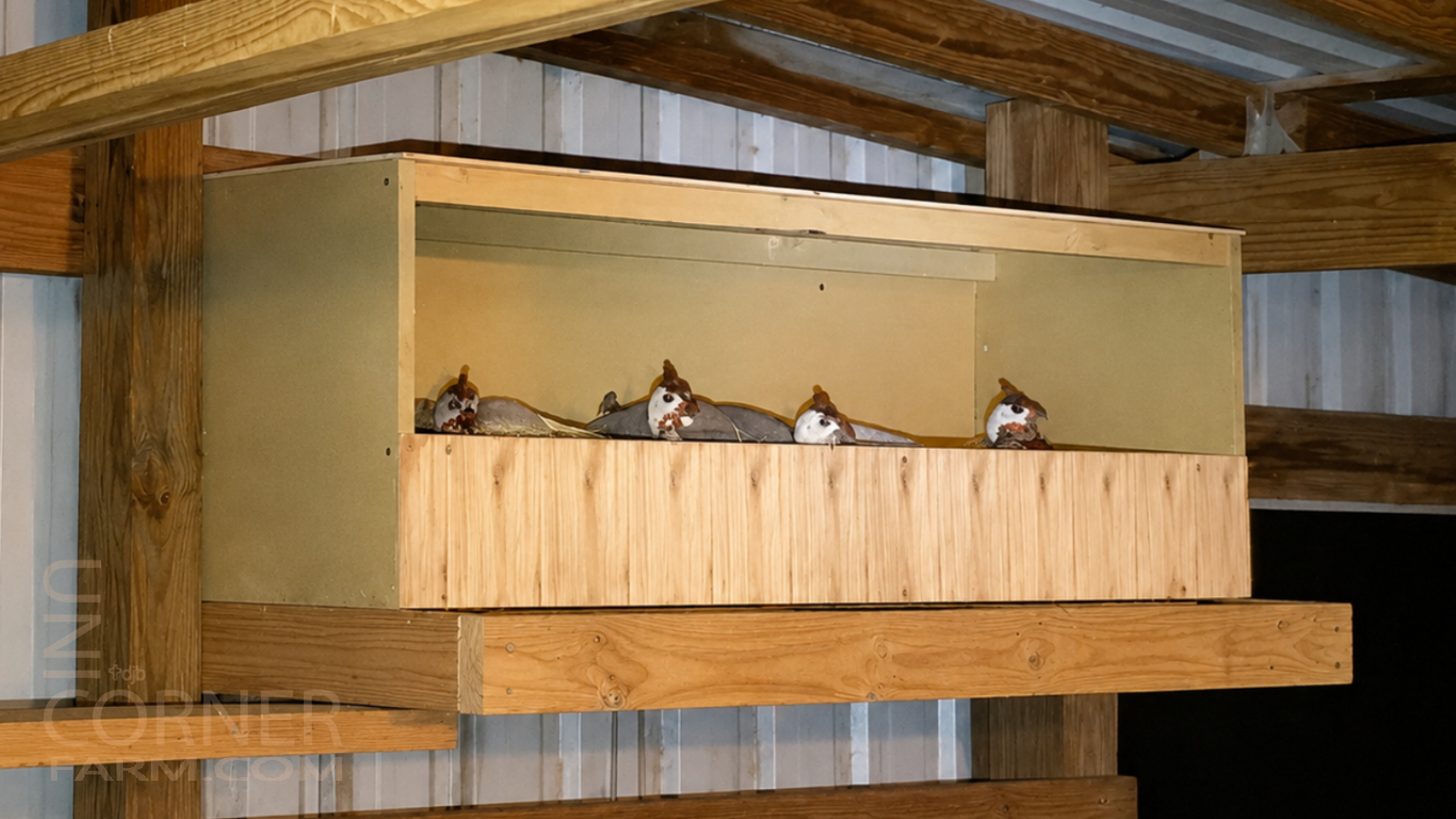 Guinea Nest
